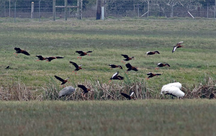 Black-bellied Whistling-Duck - Kris Petersen