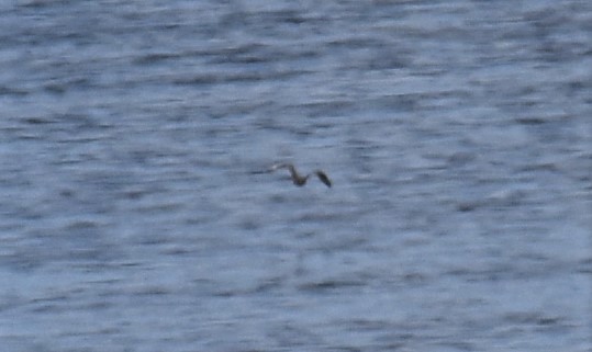 Parasitic Jaeger - Timothy Leque