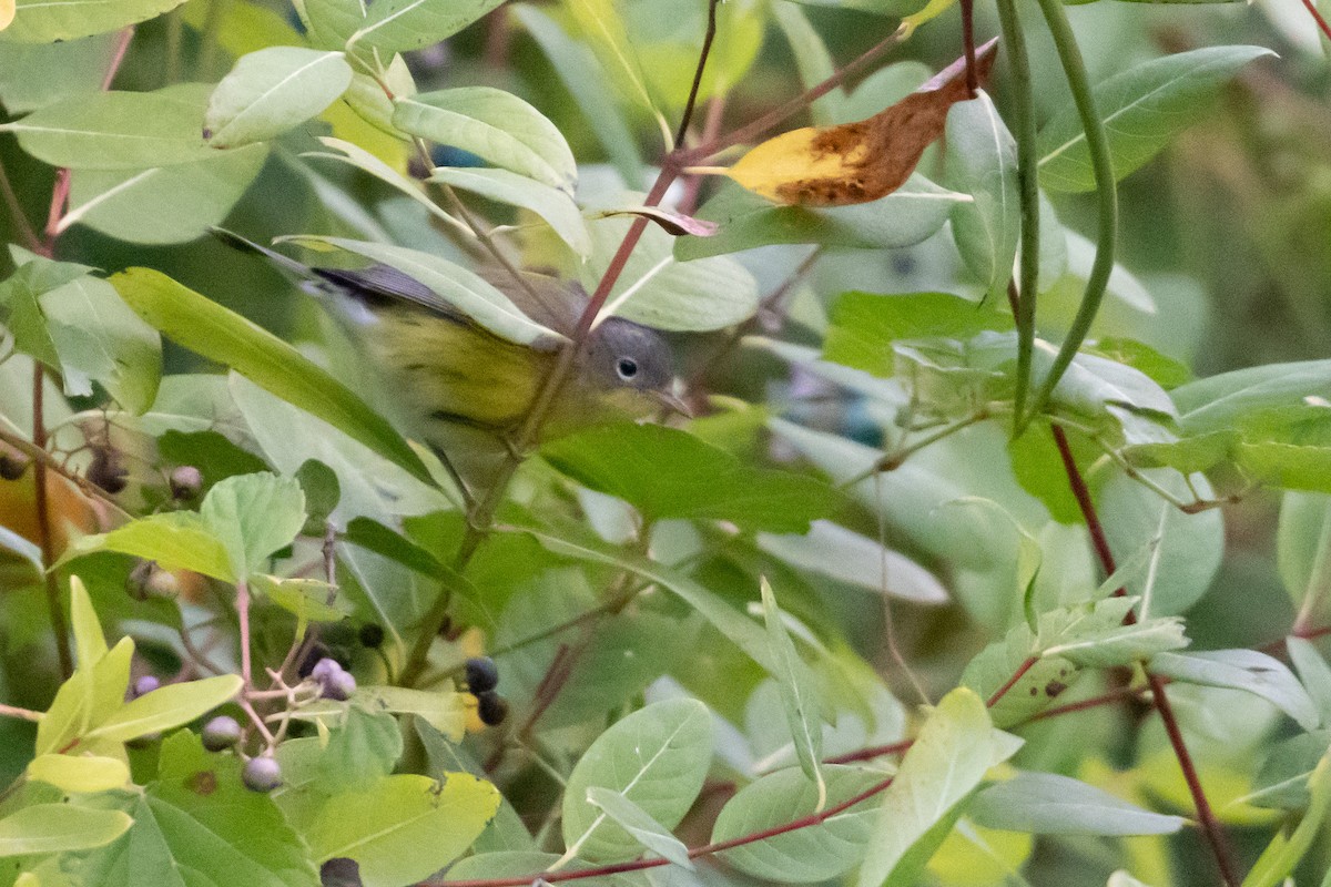 Magnolia Warbler - ML488928941