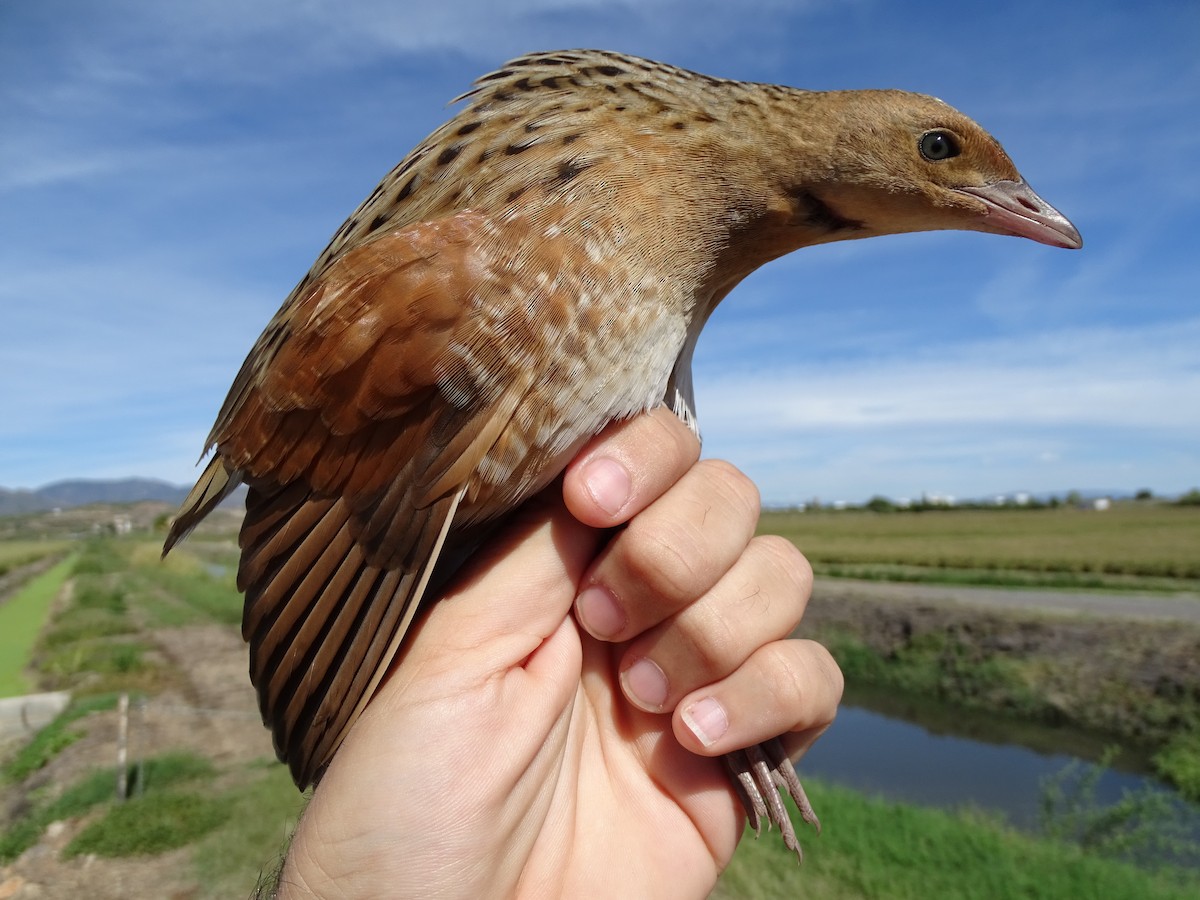 Corn Crake - Toni Polo Aparisi