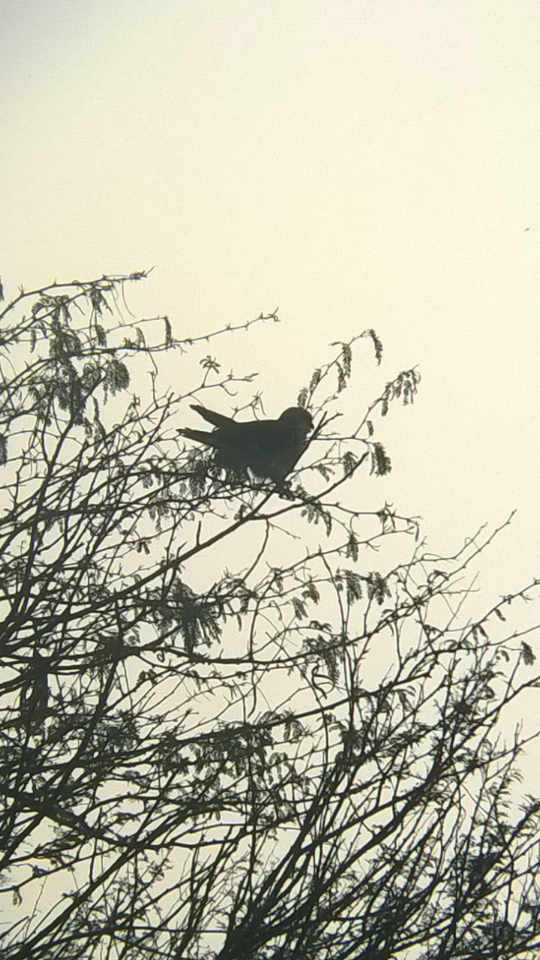 Black-winged Kite - ML48892961