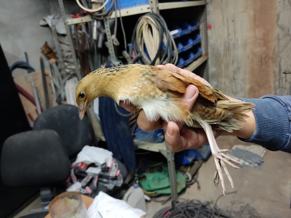 Corn Crake - ML488930431