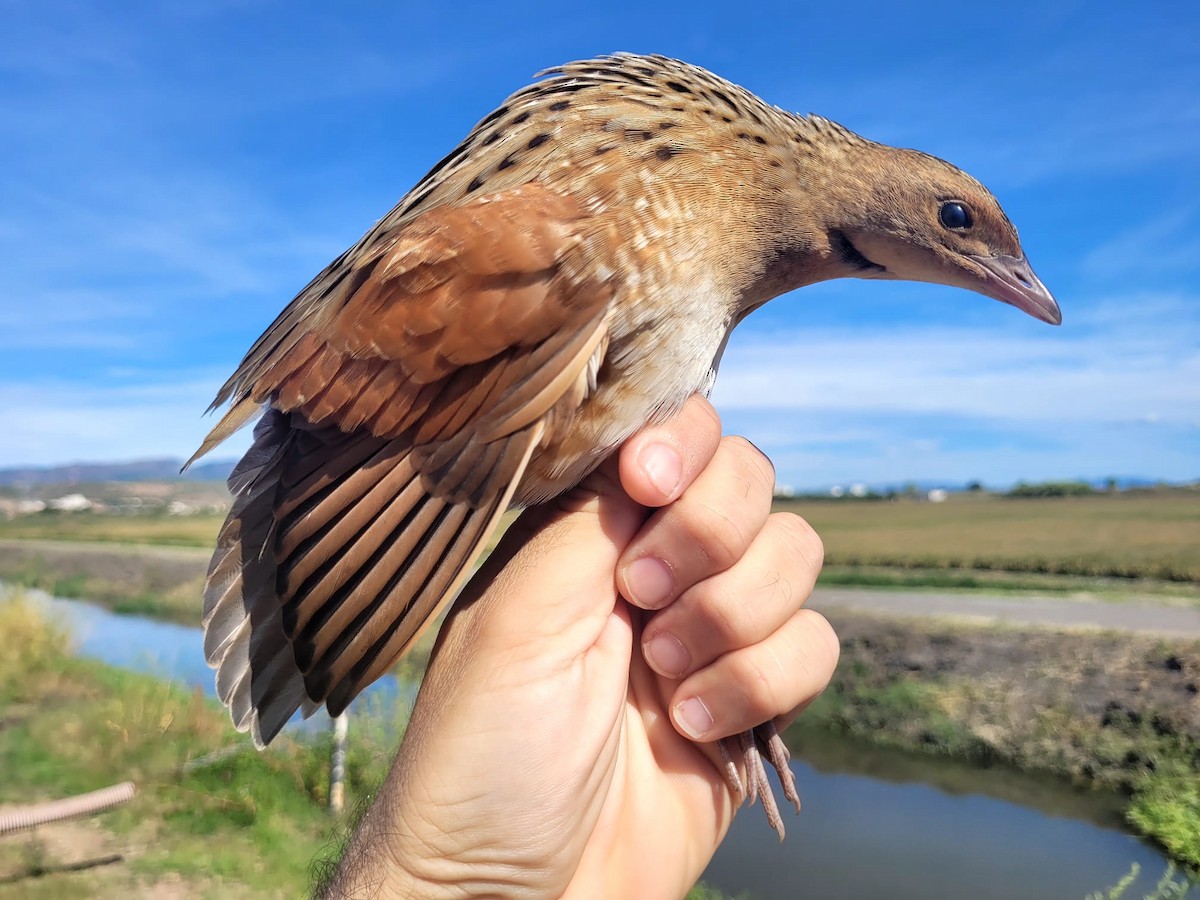 Corn Crake - Toni Polo Aparisi