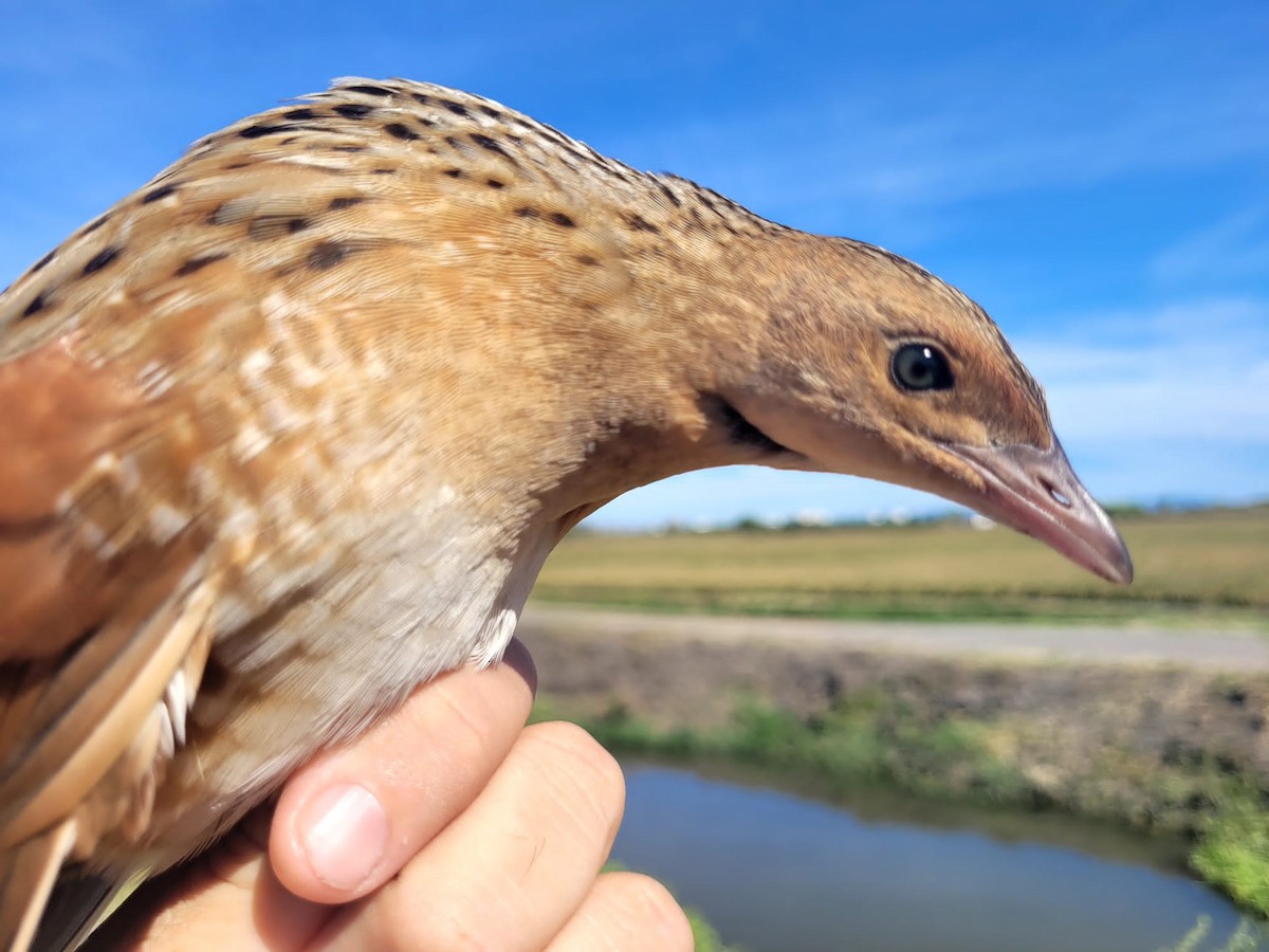 Corn Crake - Toni Polo Aparisi