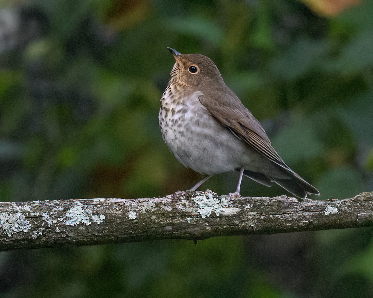 Swainson's Thrush - ML488931061