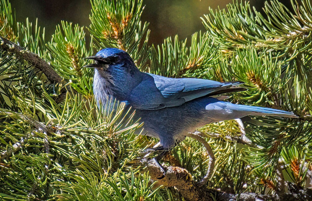 Pinyon Jay - Kathryn Black