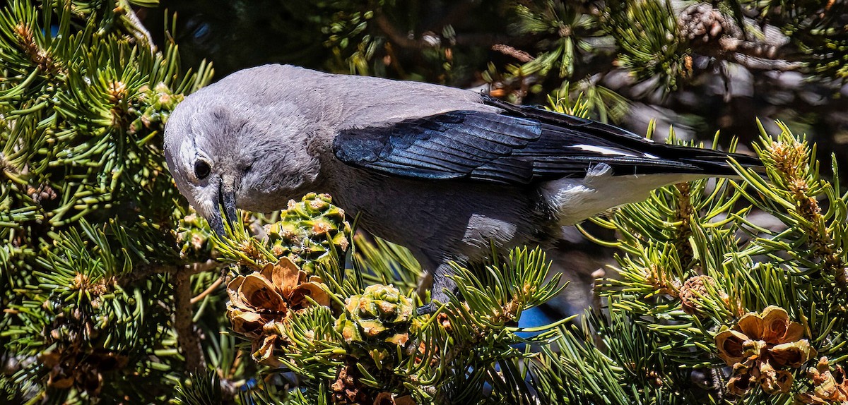 Clark's Nutcracker - ML488931791