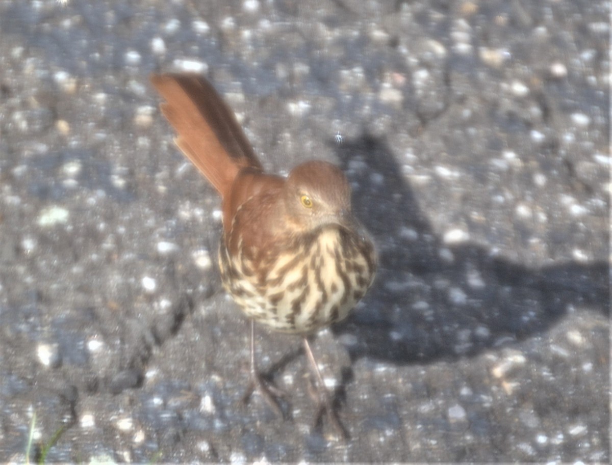 Brown Thrasher - ML488933341