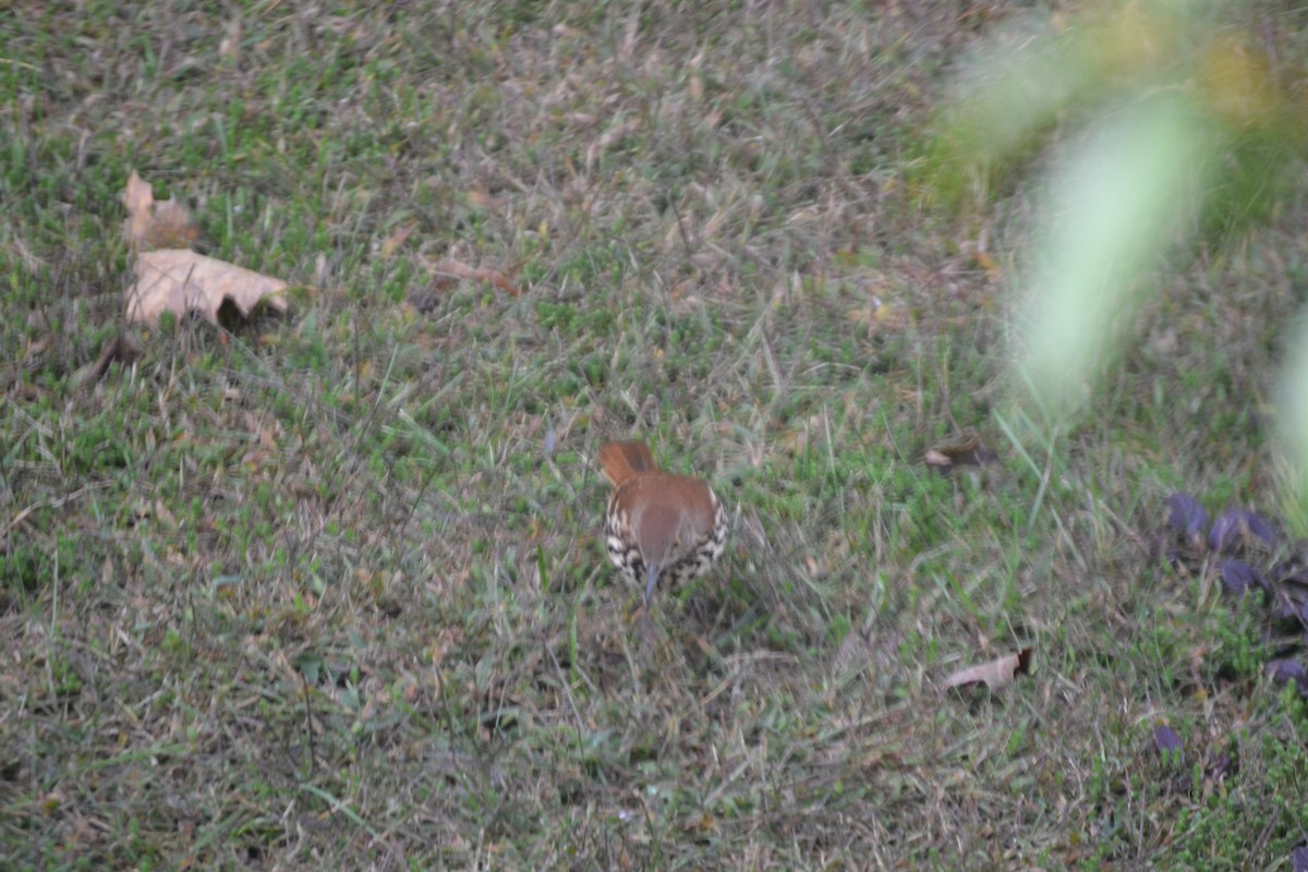 Brown Thrasher - ML488933851