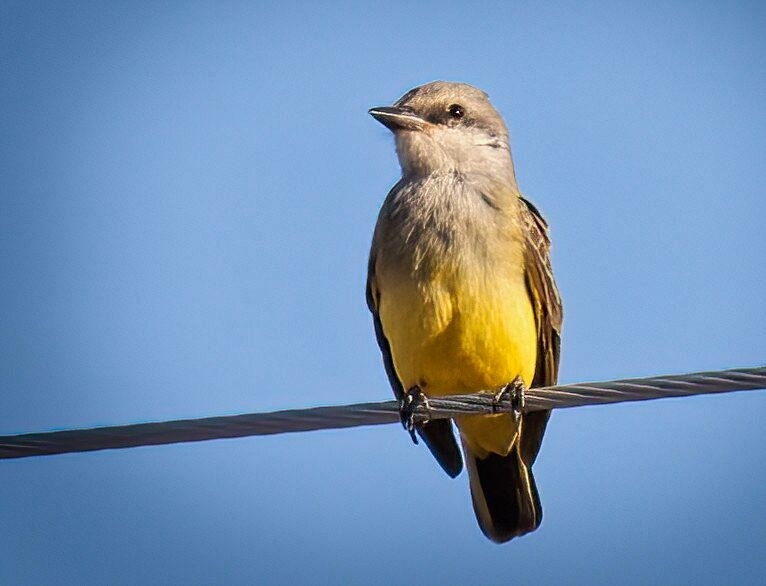 Western Kingbird - ML488934361