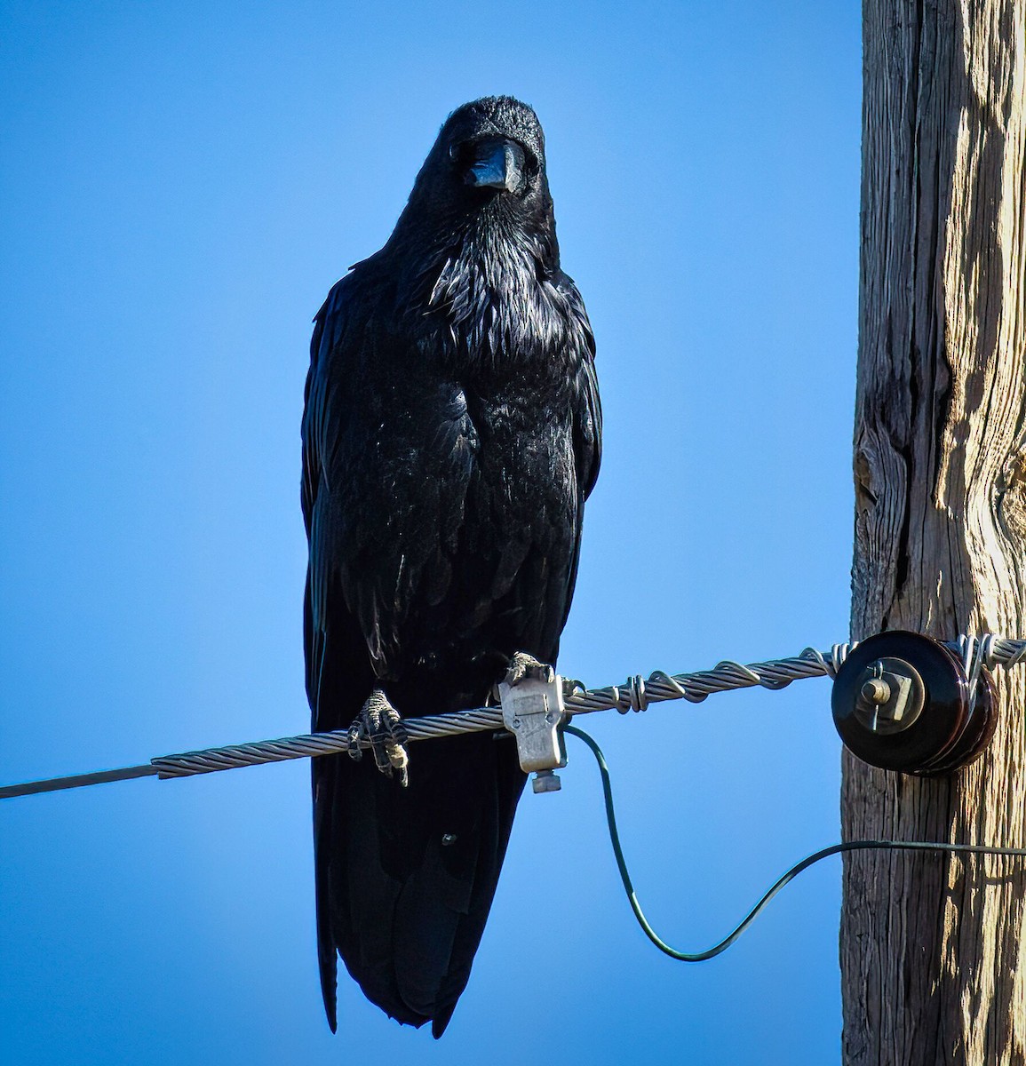 Common Raven - ML488934501