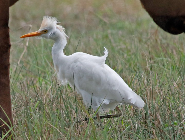 ニシアマサギ - ML48893491