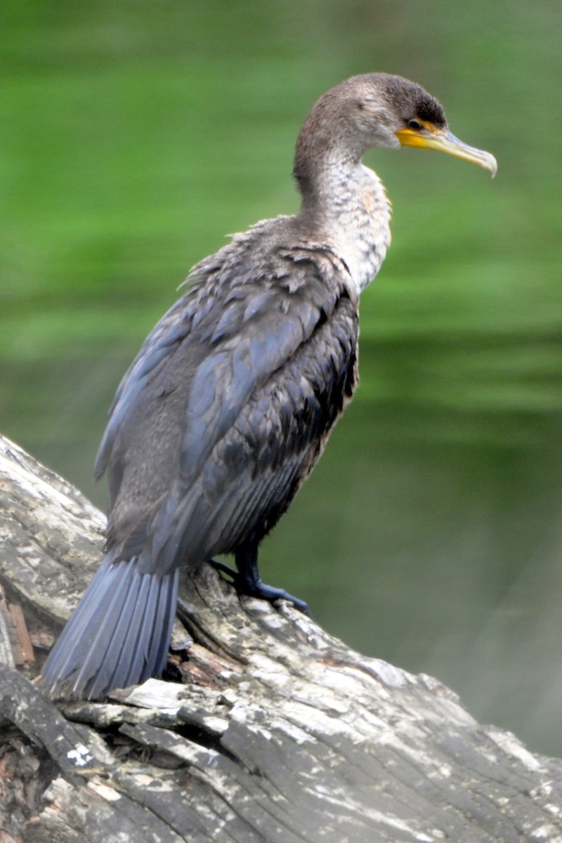 Double-crested Cormorant - ML488936111