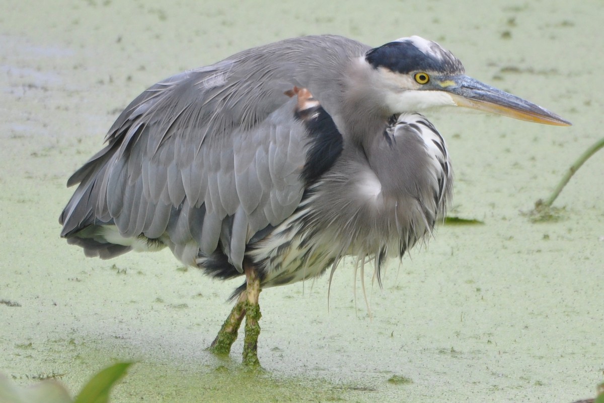 Great Blue Heron - ML488936141