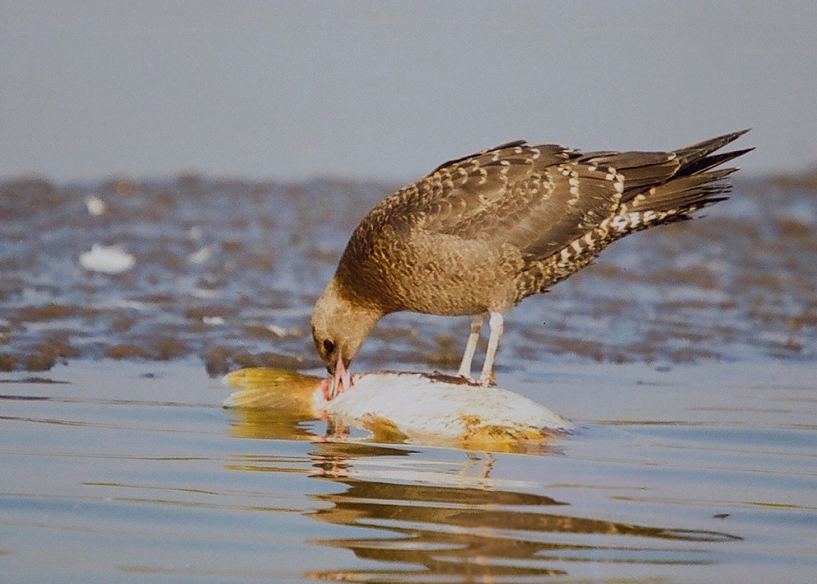 Pomarine Jaeger - ML48893681