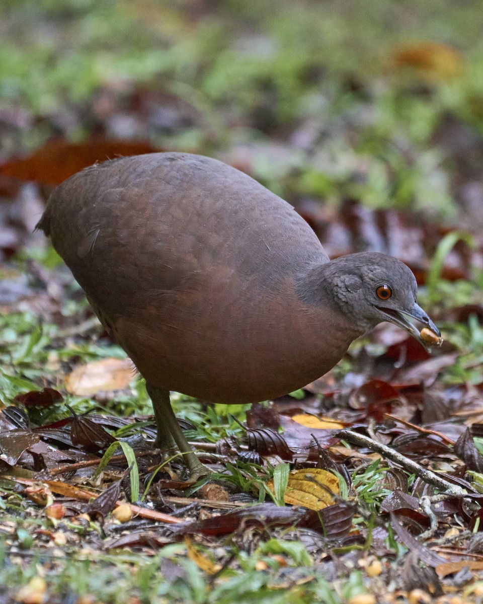 Brown Tinamou - Daniel Alfenas