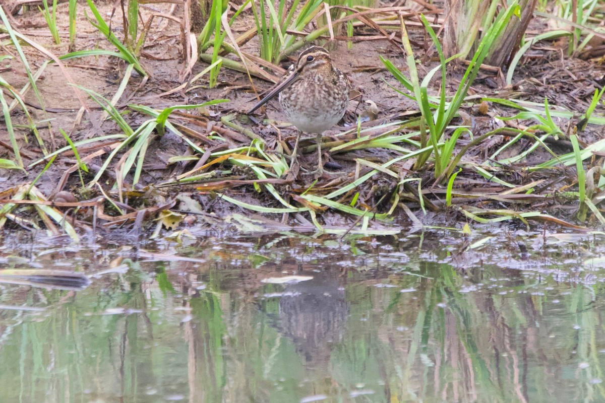 Wilson's Snipe - ML488937421