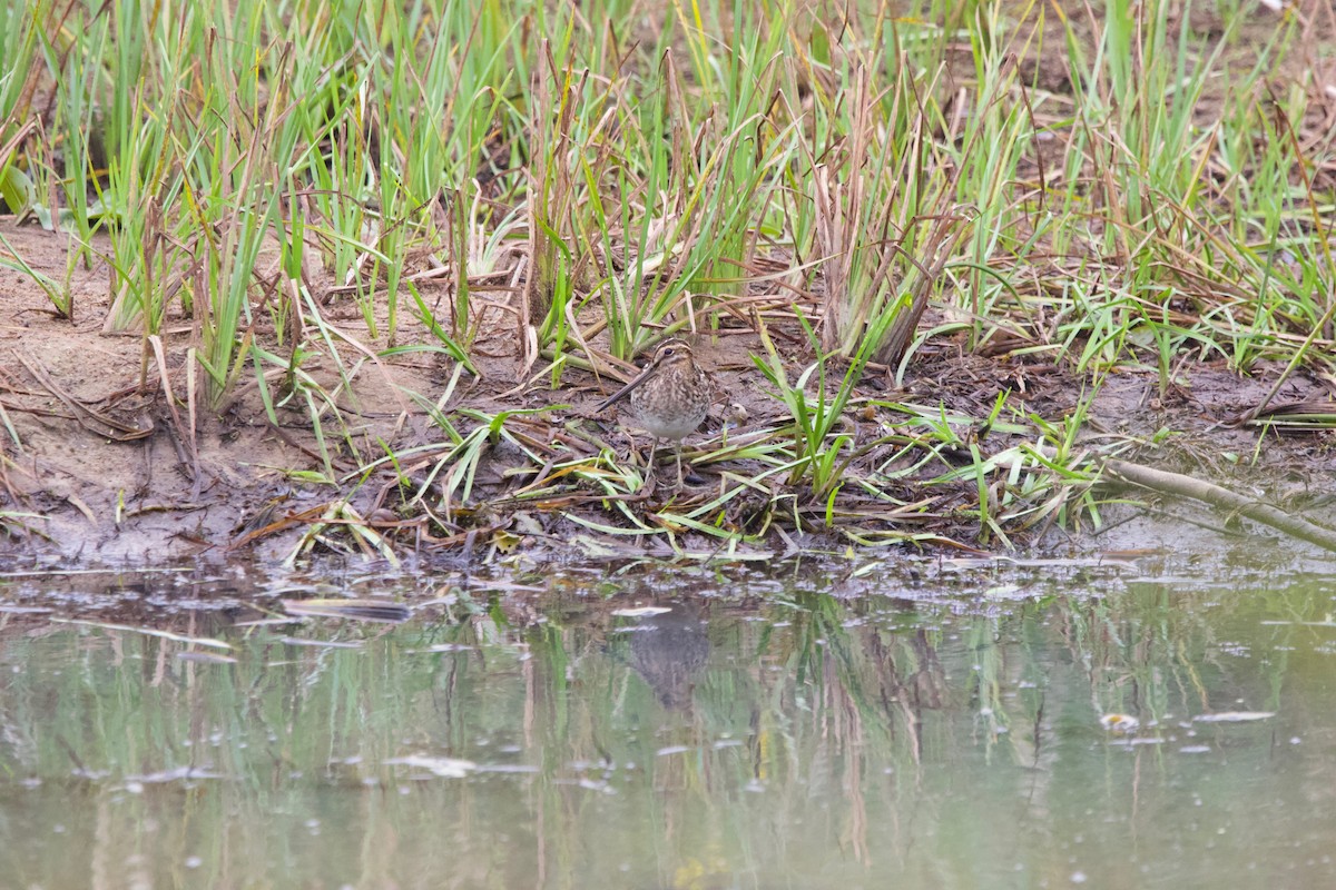 Wilson's Snipe - ML488937451