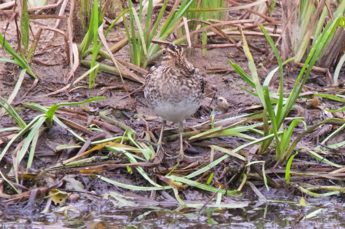 Wilson's Snipe - John Shamgochian