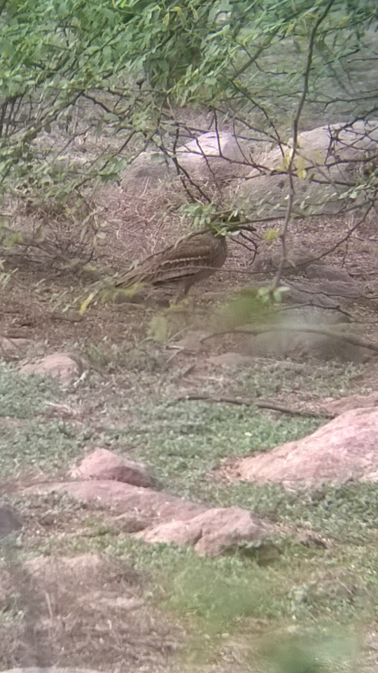 Indian Thick-knee - ML48893911