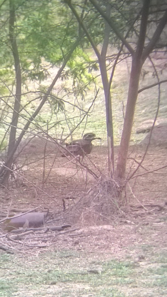 Indian Thick-knee - ML48893921