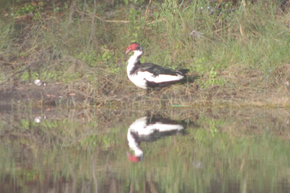 Muscovy Duck (Domestic type) - ML48894021