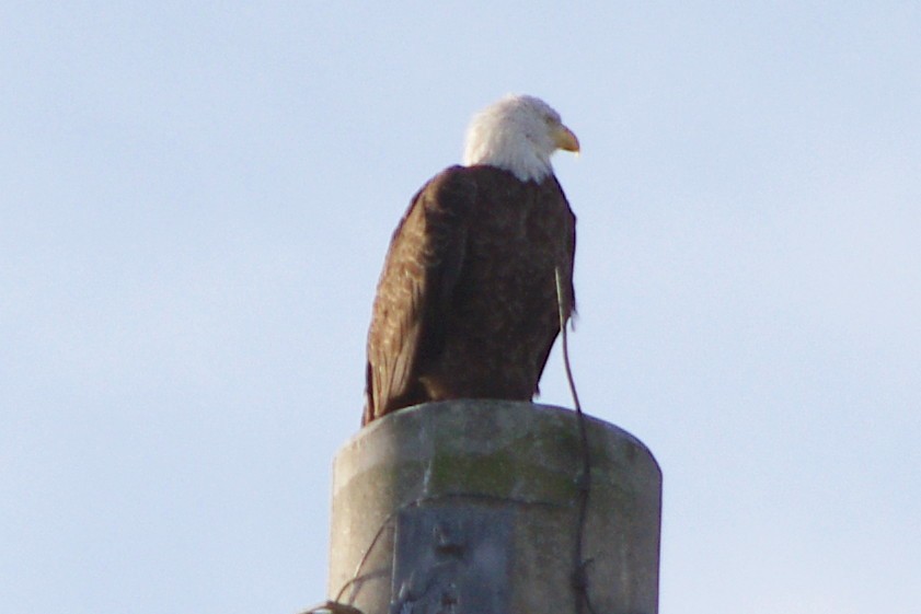Bald Eagle - ML48894031