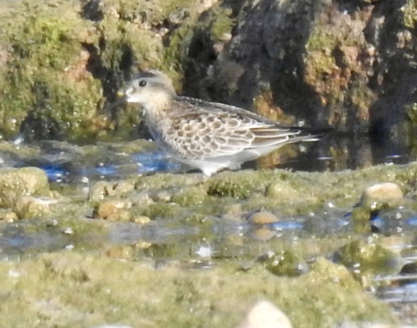 Baird's Sandpiper - ML488940481