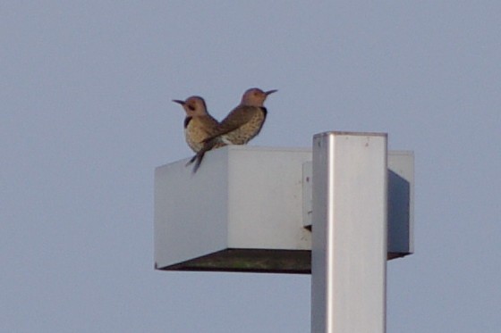 Northern Flicker - ML48894081