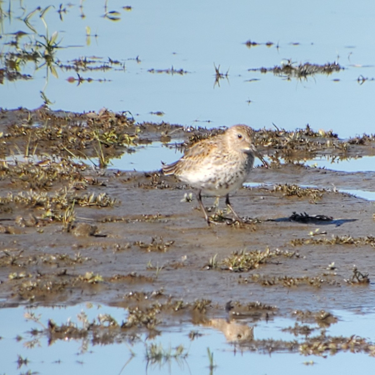 Dunlin - ML488944061