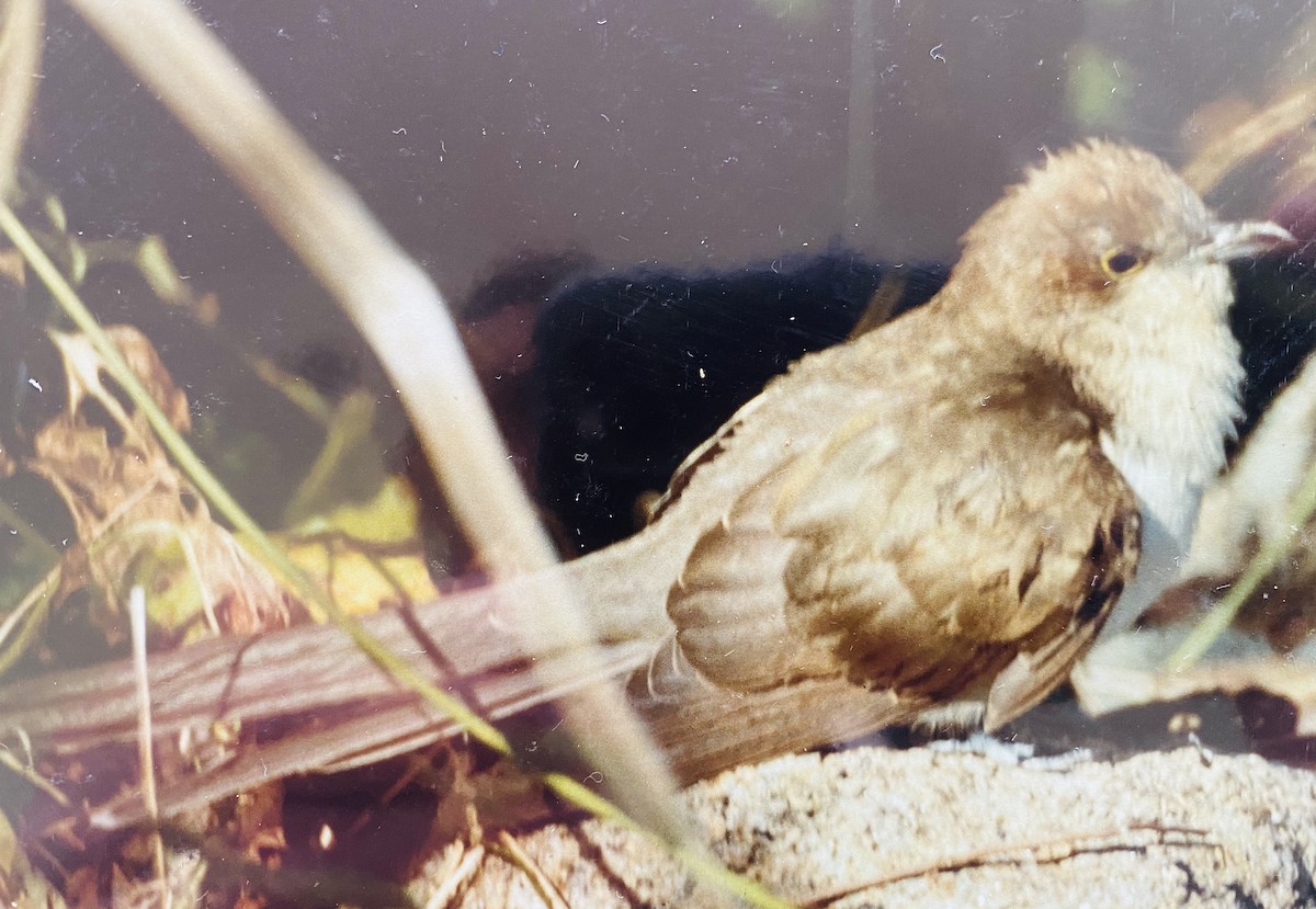 Black-billed Cuckoo - ML488945541