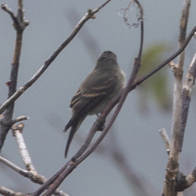 Western Wood-Pewee - ML488946061