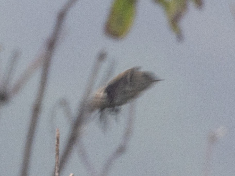 Western Wood-Pewee - ML488946301