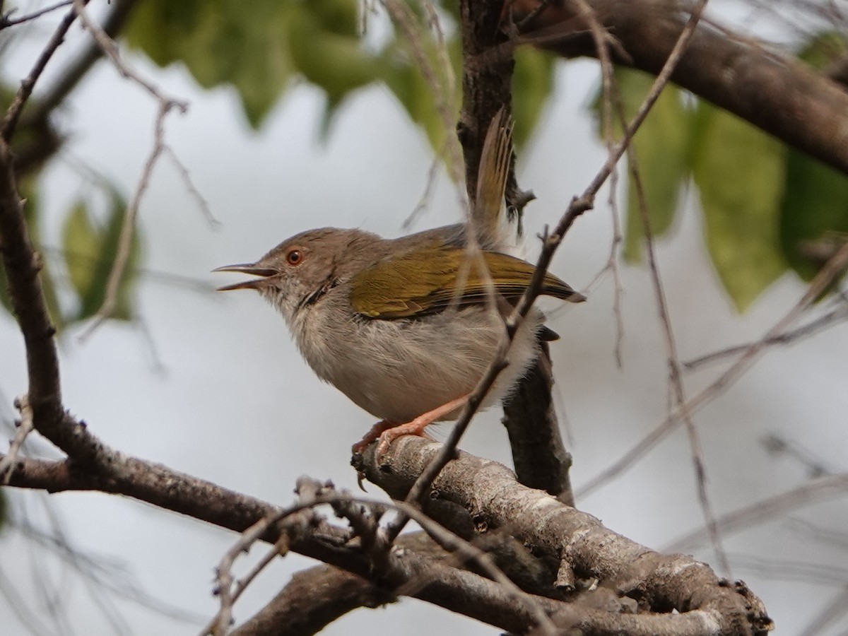 Hartert's Camaroptera - Barry Reed