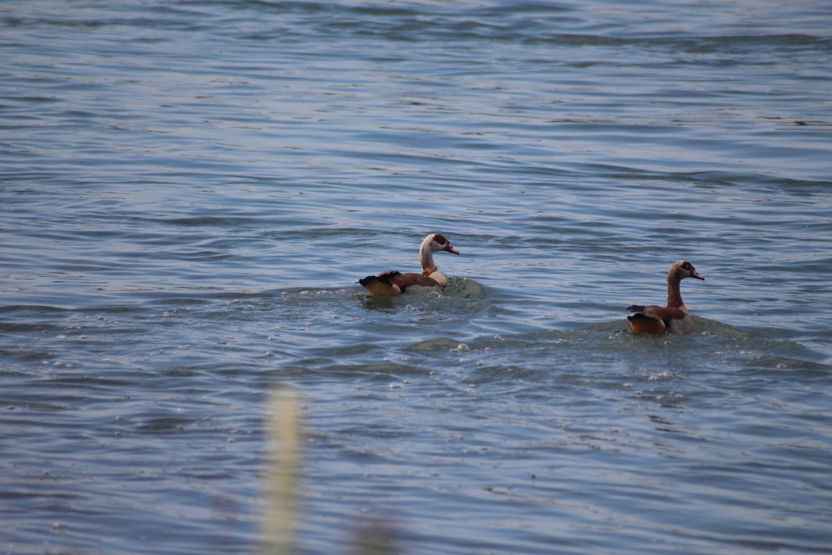 Egyptian Goose - ML48894661