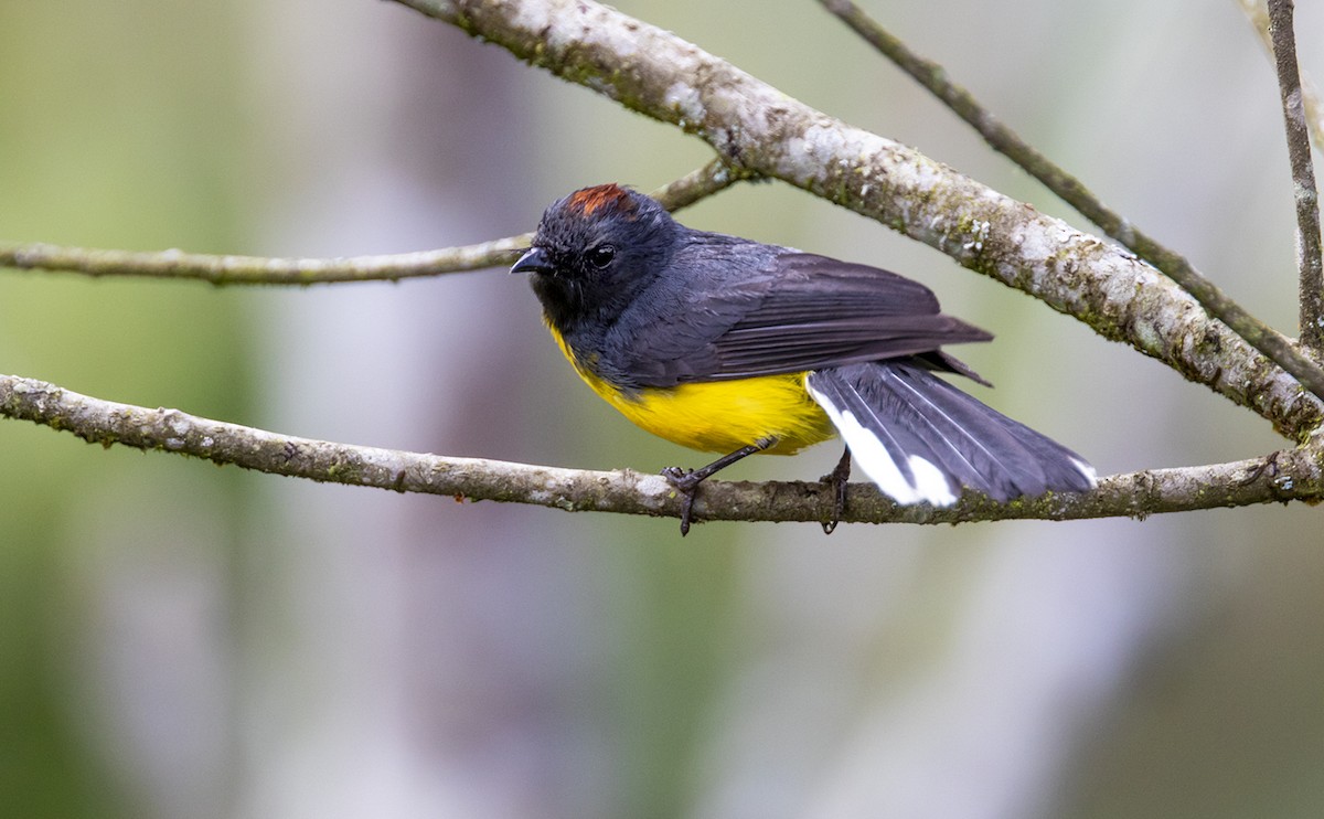 Slate-throated Redstart - Andrés Posada