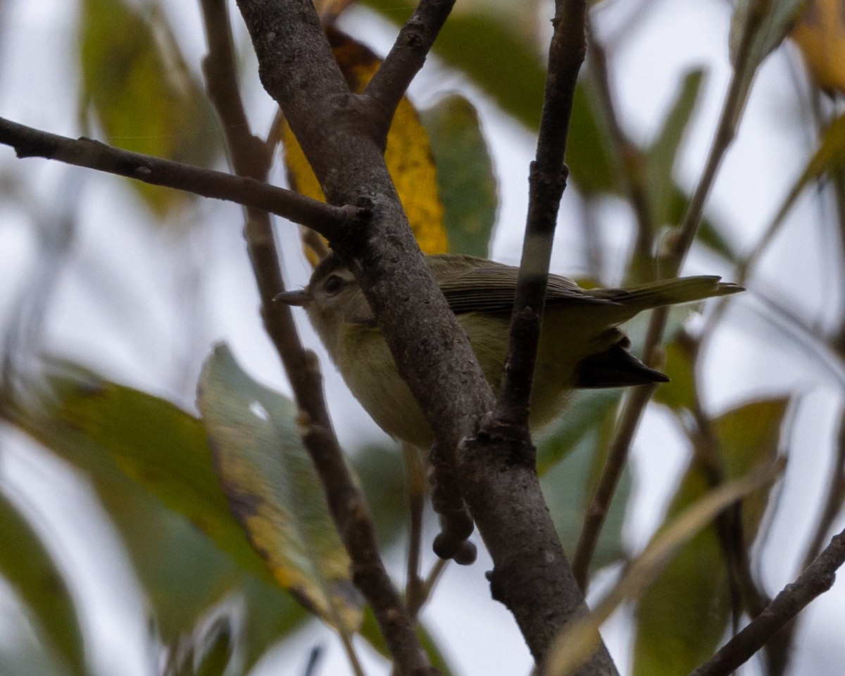 Warbling Vireo - ML488947031