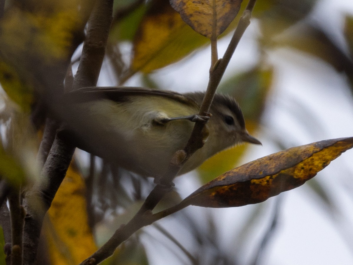 Warbling Vireo - ML488947171