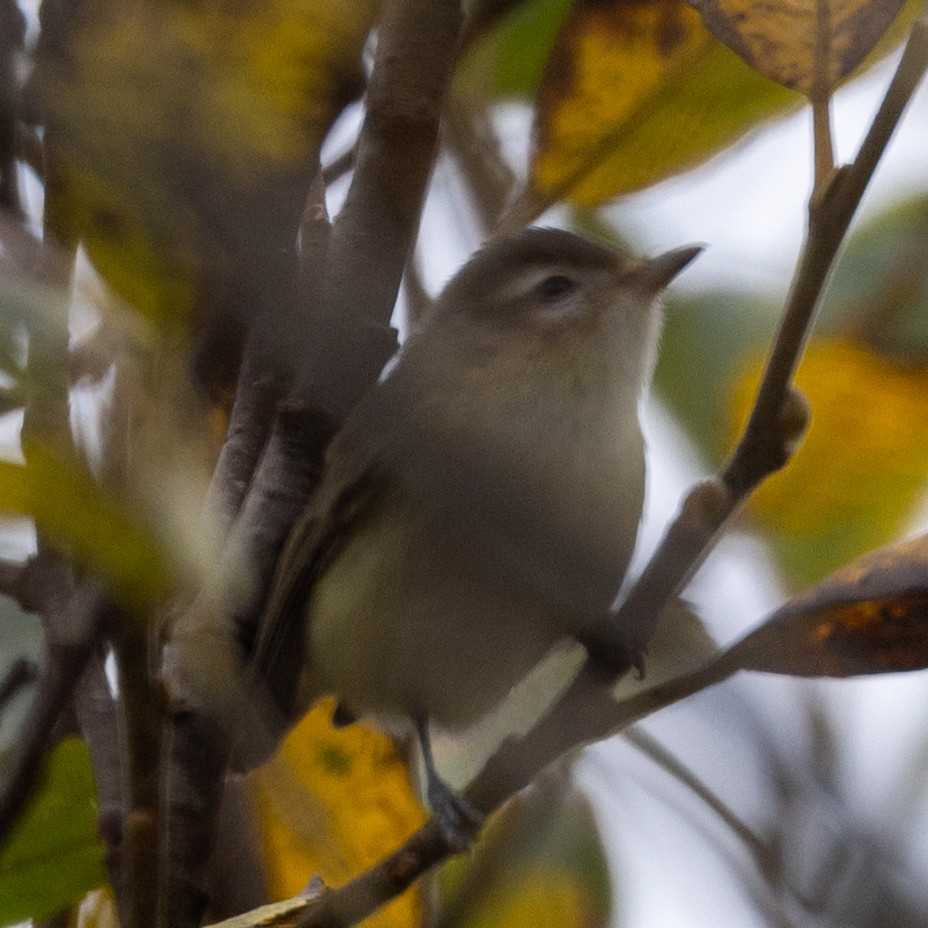 Warbling Vireo - ML488947241