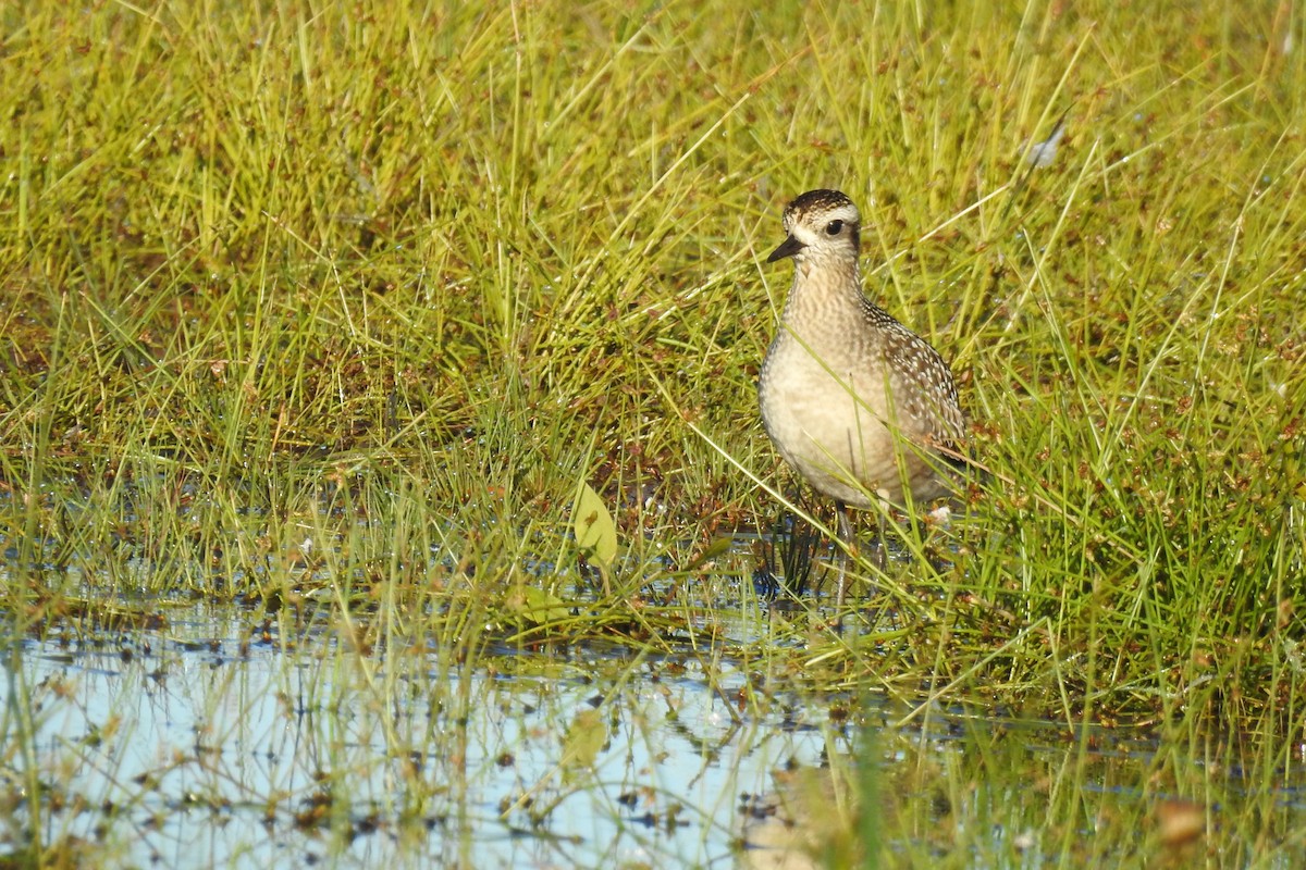 Chorlito Dorado Americano - ML488948181