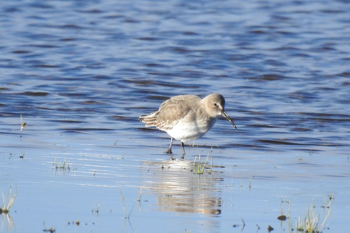 Dunlin - ML488948491