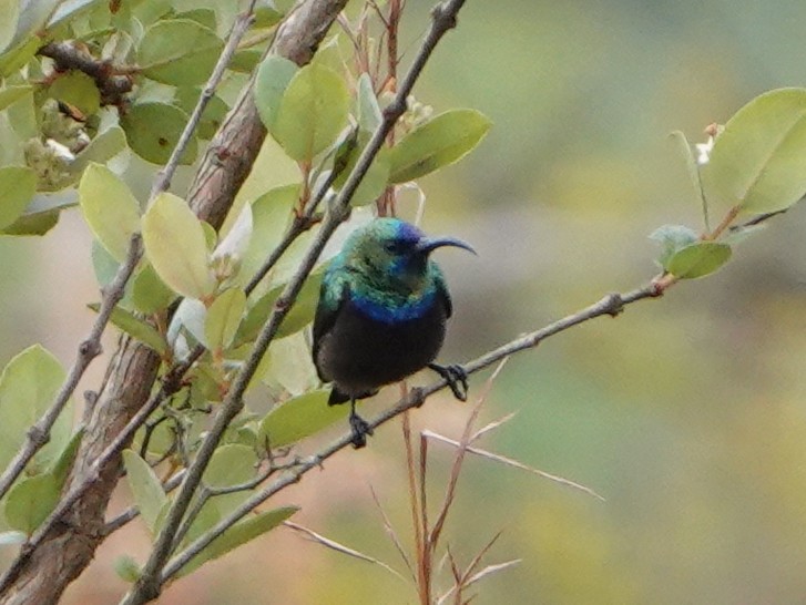 Orange-tufted Sunbird - ML488948961