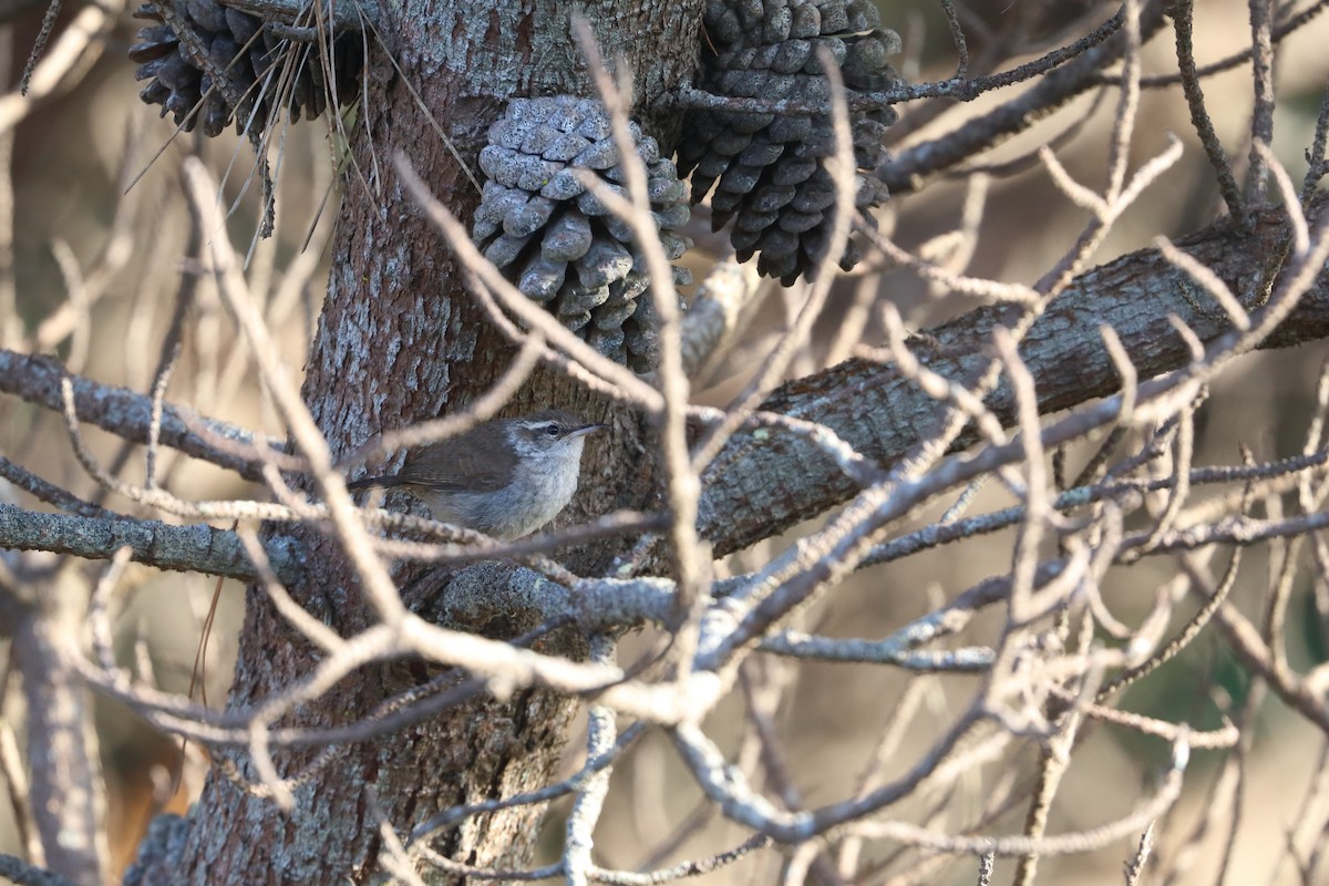 Bewick's Wren - ML488949161