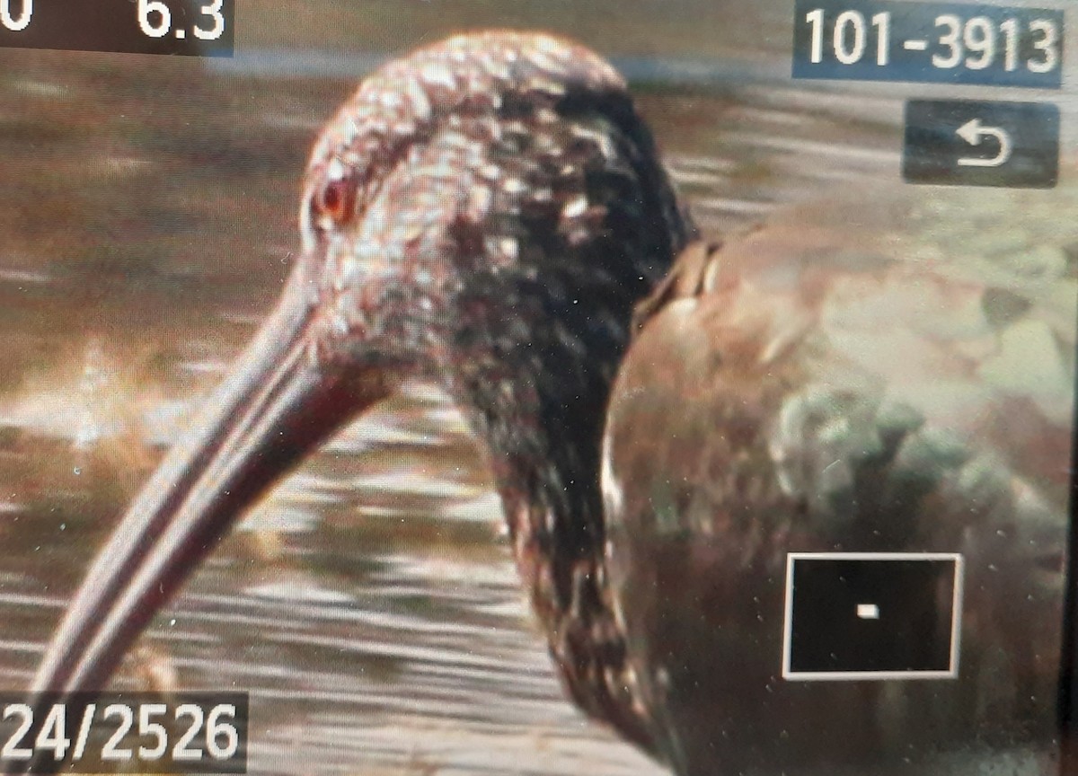 White-faced Ibis - ML488949451