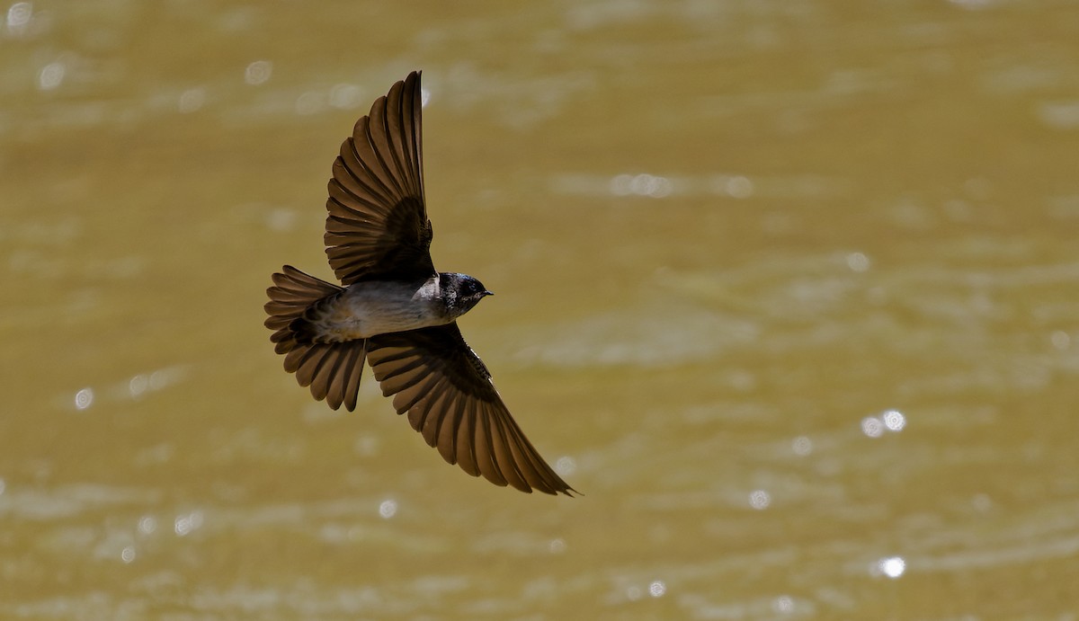 Andean Swallow - Matti Rekilä