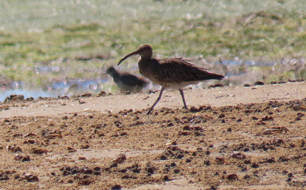 Regenbrachvogel - ML488950371