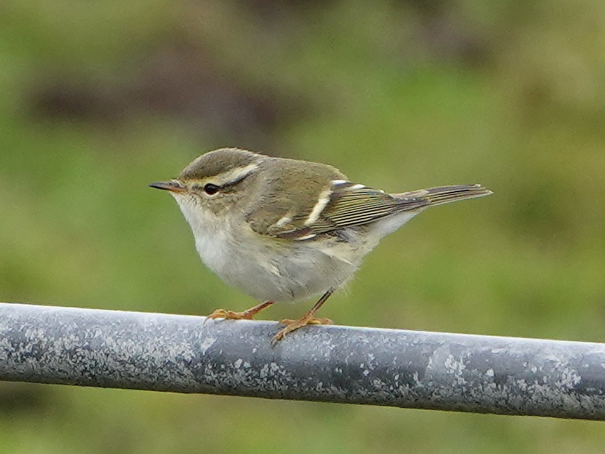 Yellow-browed Warbler - ML488952201