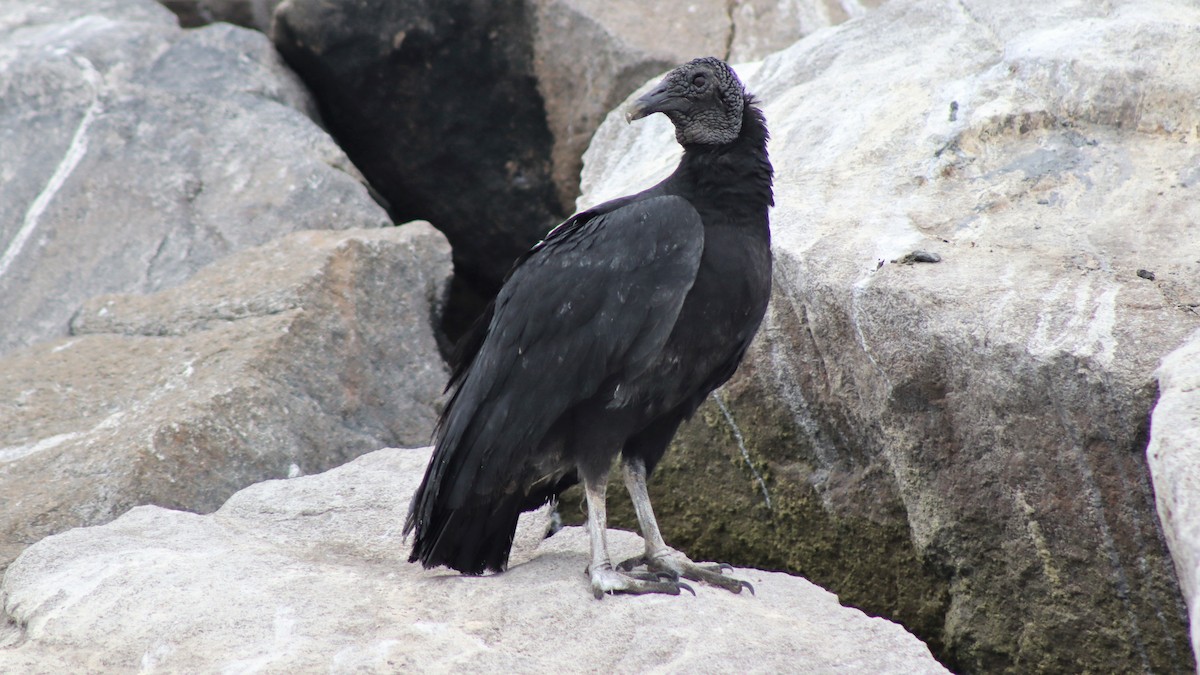 Black Vulture - ML488952271