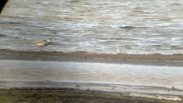 Red Phalarope - ML488953321