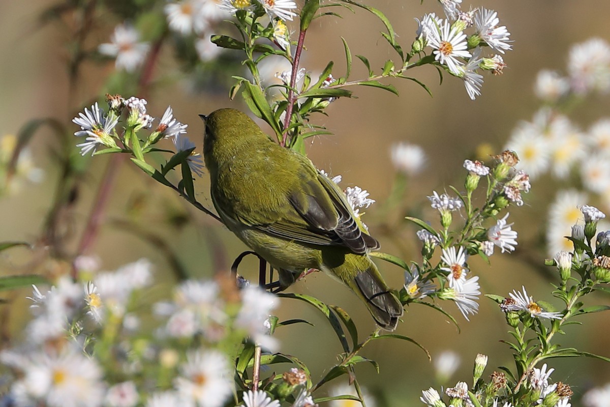 Tennessee Warbler - Anonymous